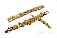 Lichens, postcard from watercolour painting by Peter Thwaites