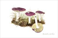 Russula caerulea, mushroom postcard from watercolour painting